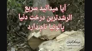 پالونیا برای درختکاری مناسب است؟ معرفی پالونیا در این ویدئو - بازار کشاورزی آنلاین مزرعه کارآفرینی