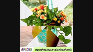 مشاوره آنلاین گیاهان آپارتمانی+ مشاوره رایگان گیاهان آپارتمانی