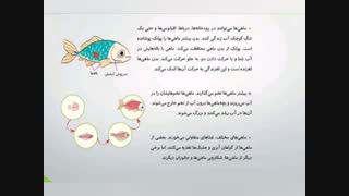 تدریس فصل ۱۲ علوم پایه سوم-مدرس سعیده رجبی