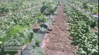 هم کشتی پالونیا با کدو - خرید نهال 09915131382 - بازار کشاورزی آنلاین مزرعه کارآفرینی