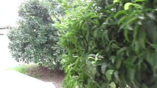 اجاره ویلا در شمال