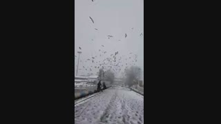 غذا دادن به پرندگان دریایی در انزلی