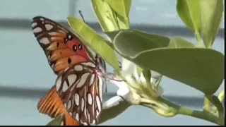 بیا و یک دو نفس جان و دل خطابم کن - شعر احمد محمود امپراطور- دکلمه سیمین حسن زاده غزل