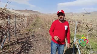 یکی از جدیدترین روش های احداث باغ انگور