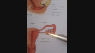 زیست شناسی ۲ - رشد و نمو جنین بخش اول