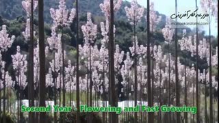 زراعت چوب پالونیا - مشاوره رایگان 09915131382 - بازار کشاورزی آنلاین مزرعه کارآفرینی