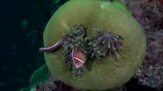 موسیقی فوق العاده زیبا و احساسی بیکلام/9