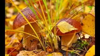 موسیقی فوق العاده زیبا و احساسی بیکلام/21