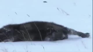 موسیقی فوق العاده زیبا و احساسی بیکلام/23