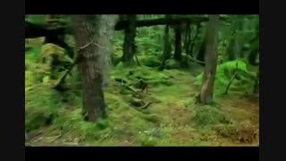 موسیقی فوق العاده زیبا و احساسی بیکلام/26