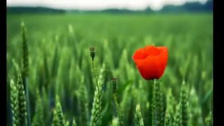 قیزیل لاله دیر آدیم-ماهنی