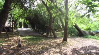 اجاره ویلای جنگلی در شمال با جابیت