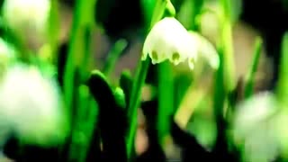 موسیقی فوق العاده زیبا و احساسی بیکلام/33