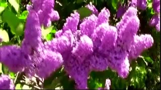 موسیقی فوق العاده زیبا و احساسی بیکلام/37