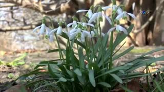 موسیقی فوق العاده زیبا و احساسی بیکلام/38