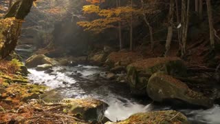 موسیقی فوق العاده زیبا و احساسی بیکلام/40