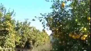 1-لیمو شیرین