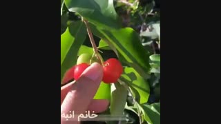 28-آلبالو