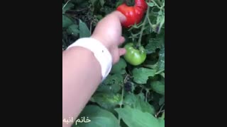 33-گوجه فرنگی