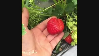 10- توت فرنگی