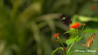 موسیقی فوق العاده زیبا و احساسی بیکلام/41