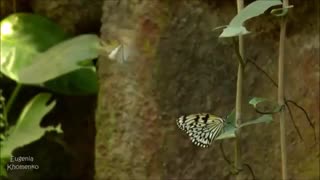 موسیقی فوق العاده زیبا و احساسی بیکلام/48