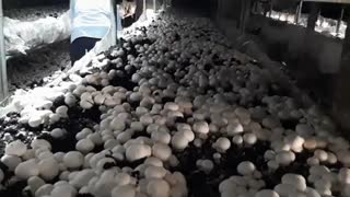 پرورش قارچ دکمه ای