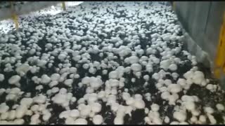 پرورش قارچ حرفه ای