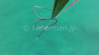 صید ماهی کوتر موّاج (Sawtooth barracuda)