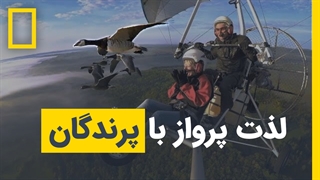 لذت پرواز با پرندگان