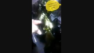 مدارس جوانه ها مشهد  تدریس مجازی  فصل 11 علوم (بکارید و ببینید) قسمت دوم سرکار خانم نجف زاده علوم پایه سوم