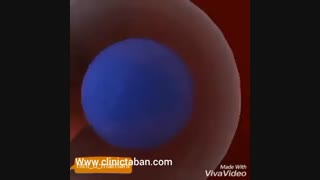 مراحل لقاح و شکلگیری جنین