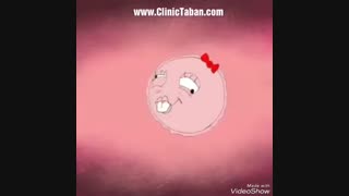 مراحل لقاح اسپرم و تخمک
