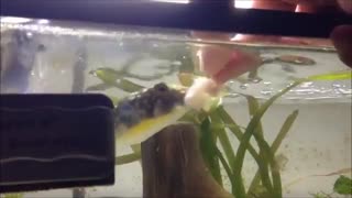 بادکنک‌ماهی لکه‌شیری (Milkspotted puffer)