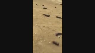 ماجرای باران بادمجان در تهران