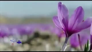 #فروش_زعفران  و #صادرات_زعفران