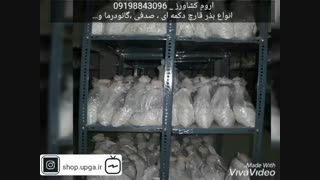 فروش انواع بذر قارچ