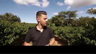 همه مراحل در مزرعه قهوه (بسیار لذت بخش)