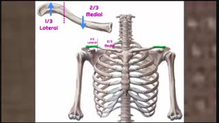 آموزش مجازی آناتومی استخوان کلاویکل یا ترقوه
