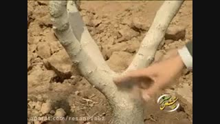 هرس درختان پسته