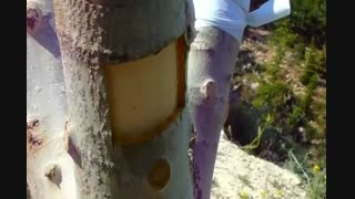 آموزش پیوند وصله ای