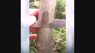 آموزش چند مدل پیوند درختان