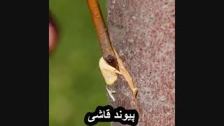 پیوند زدن گیاهان