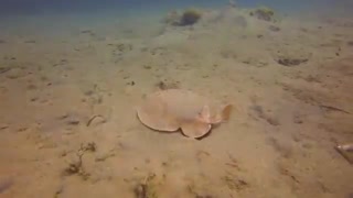 سپرماهی برقی پلنگی (Leopard torpedo)