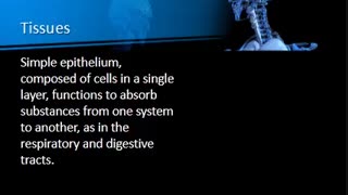 Medical Terminology - Chapter 4