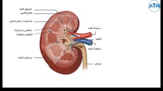 زیست دهم فصل 5