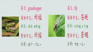 [Learn Chinese] How to say: various species of insects in Chinese