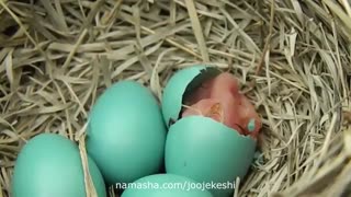 خروج جوجه از تخم در دوران هچر