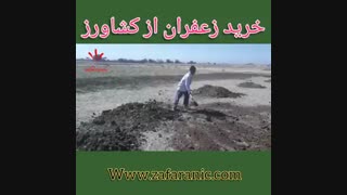 کود دهی زمین های زعفران گناباد -زعفرانیک