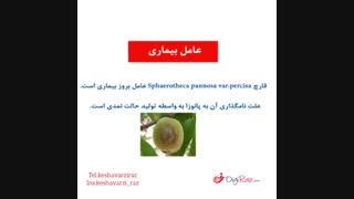 چگونه از شر بیماری سفیدک سطحی(پودری) خلاص شوید؟